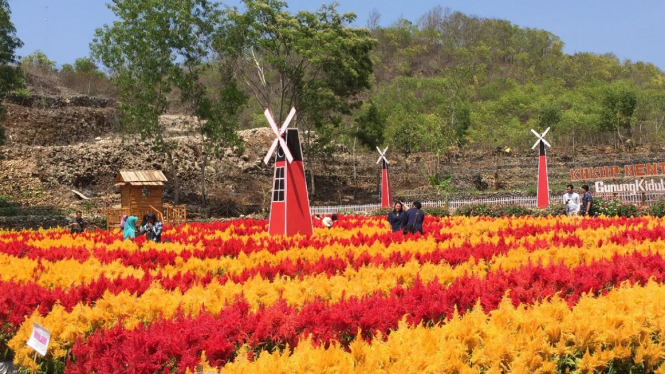 Cantiknya Kebun Bunga  Celosia di  Gunung  Kidul  yang Mirip 