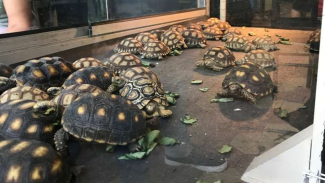 Berburu Perlengkapan Binatang Kesayangan di Planimals