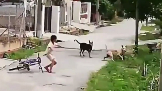 Seorang anak kejar dua ekor anjing.