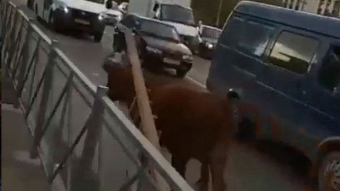 Seekor sapi di jalanan.