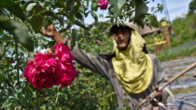 Petani memanen bunga mawar di salah satu perkebunan di Bandungan, Kabupaten Sema