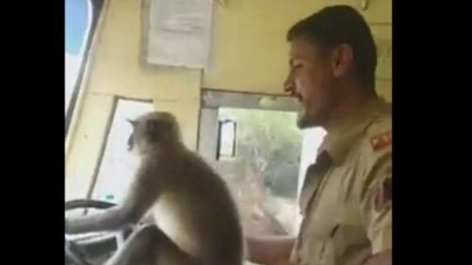 Seekor monyet membantu menyetir bus di India