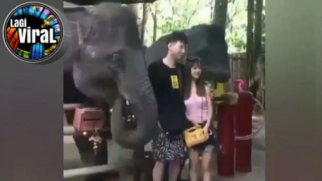 Pasangan berfoto dengan gajah.