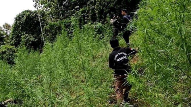 Ladang ganja di Desa Sawang, Kecamatan Sawang, Kabupaten Aceh Utara, Aceh