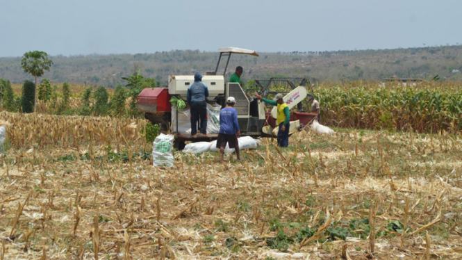 Panen Jagung 