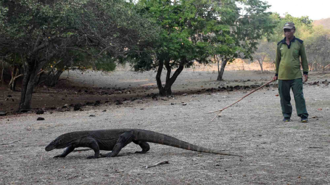 Berwisata ke Pulau Rinca, Kawasan Taman Nasional Komodo, NTT