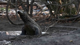 Seorang Kakek Diserang Komodo di Pulau Rinca NTT, Alami Luka 39 Jahitan