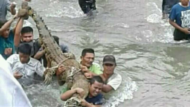 Warga menangkap buaya di Pasaman Barat.