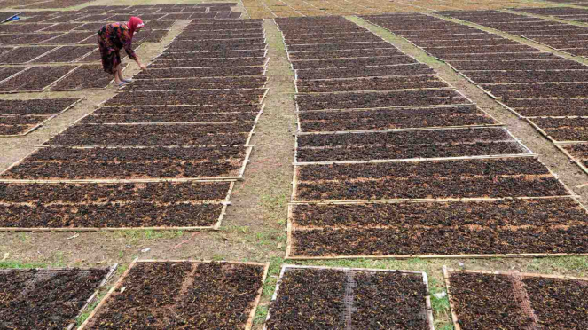 Moradores secam tabaco na aldeia de Tuksongo, Borobudur, Magelang, Java Central