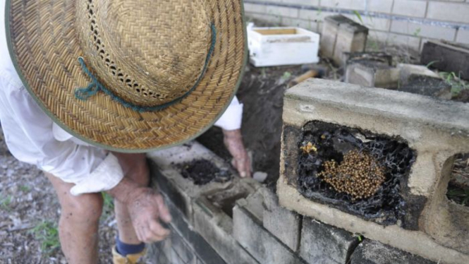 Lebah tanpa sengat diselamatkan dari bangunan yang dirobohkan di pusat penelitian pertanian Berrimah.