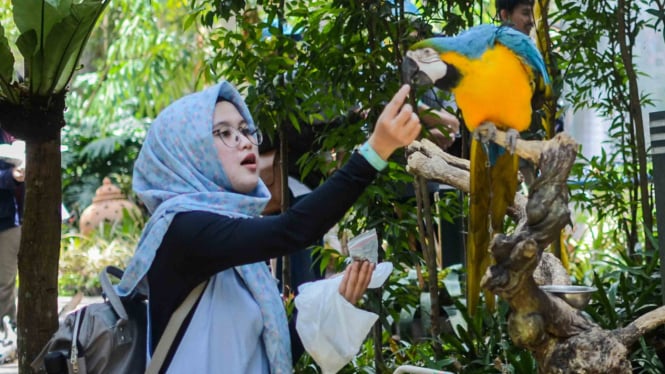 Pengunjung memberi pakan untuk burung Makaw Biru Kuning (Ara arauna) saat berwisata di Wisata Taman Burung Bird & Bromelia Pavilion, Bandung, Jawa Barat