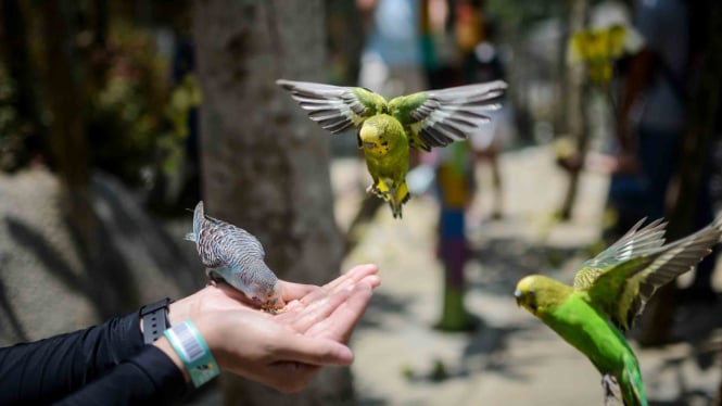 (Ilustrasi) Pengunjung memberi pakan untuk burung Parkit (Melopsittacus undulatus) saat berwisata di Wisata Taman Burung Bird & Bromelia Pavilion, Bandung, Jawa Barat.