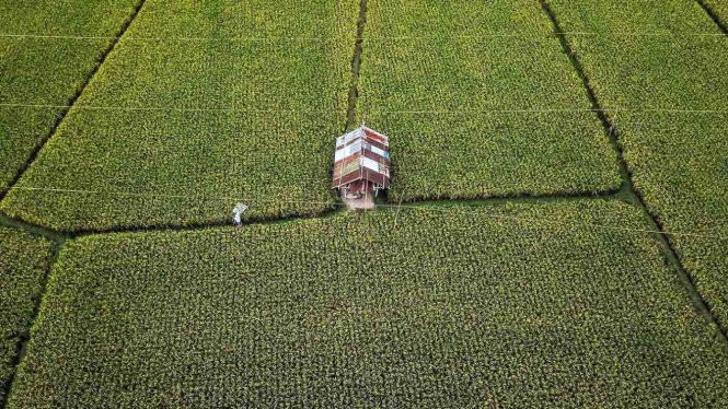 Foto areal lahan pertanian irigasi produktif di Gegutu, kelurahan Rembiga, Mataram, NTB