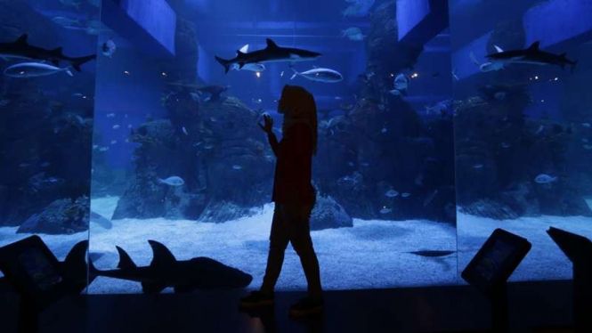 Ikan hiu di Jakarta Aquarium