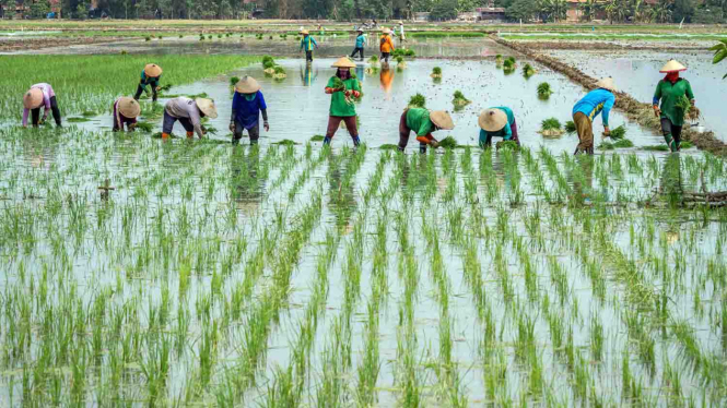 Petani menanam bibit tanaman padi di areal persawahan Desa Ketanjung, Karanganyar, Demak, Jawa Tengah.