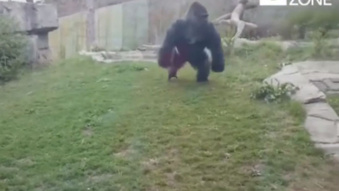 Gorila mengamuk di kebun binatang.