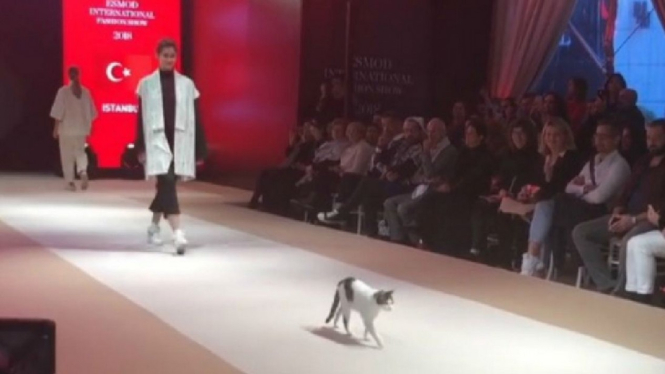 Kucing berjalan di atas catwalk di fashion show di Turki