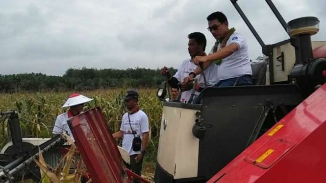 Kepala Staf Kepresidenan Jenderal (purnawirawan) Moeldoko ketika panen jagung di Kabupaten Tanjung Jabung Timur, Jambi, pada 1 November 2018.