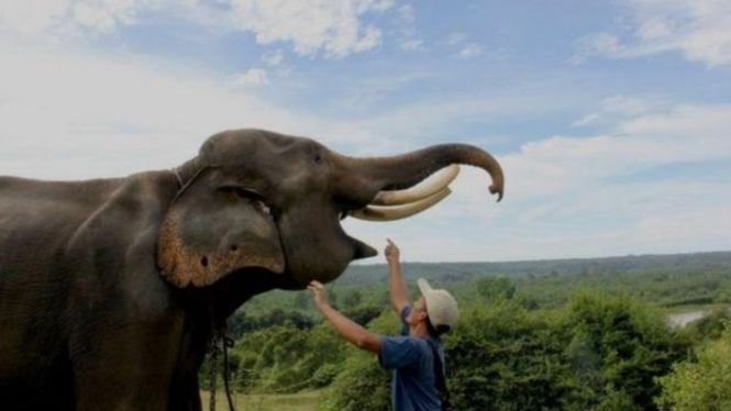 Seekor gajah berinteraksi dengan seorang pawang.