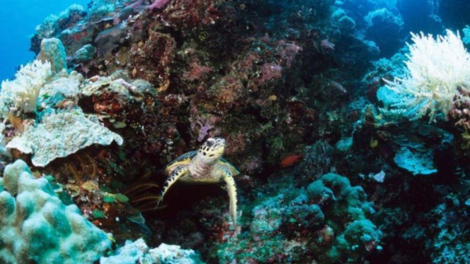 Pemandangan bawah laut di Palau