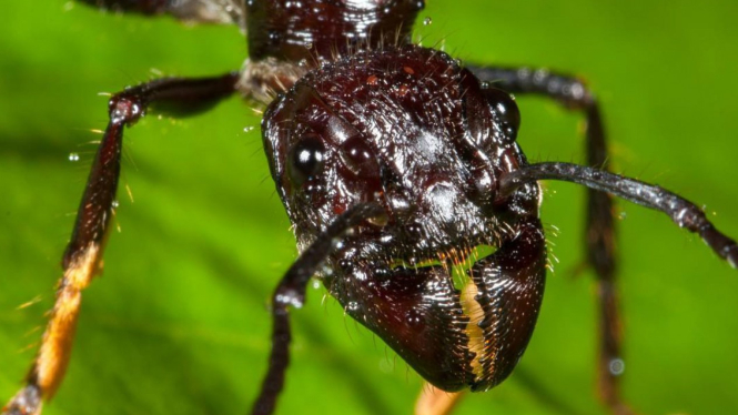 Semut Peluru (Paraponera clavata)