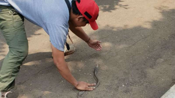 Seekor ular king kobra berusaha ditangkap di Depok.