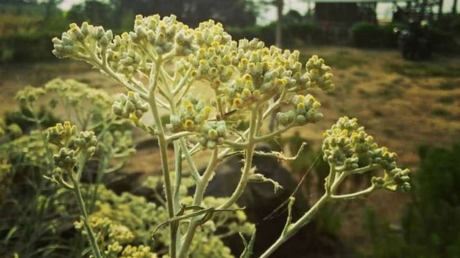 Bunga edelweis, bunga endemik Gunung Bromo dan Gunung Semeru