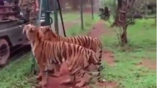 Harimau di kebun binatang.