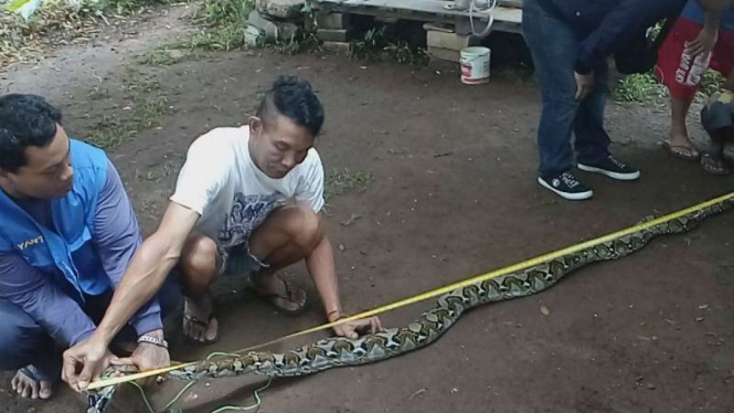 Salah satu ular sanca batik yang berhasil ditangkap warga Kebon Duren, Depok.