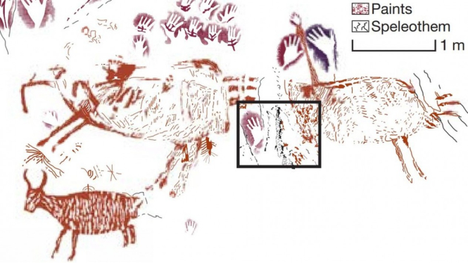 This tracing of the cave wall shows the 40,000-year-old painting on the far right. The black box shows the area which was used for dating the cave art - NAture