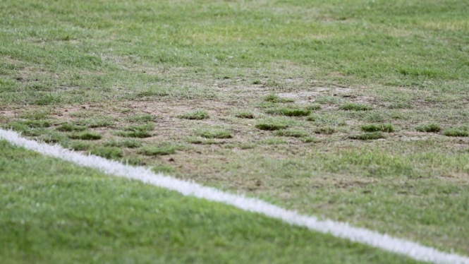 Kondisi Rumput Stadion GBK