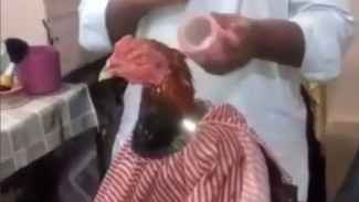 Arti Mimpi Ayam Jago Hingga Betina Bertelur, Kabar Baik Menanti