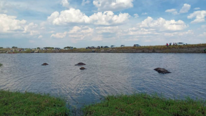 Kerbau mati tenggelam di Sungai Chobe, Afrika.
