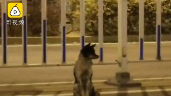 Video anjing yang terus setia menunggu pemiliknya yang telah meninggal viral di Cina dan mendapat lebih dari 1,4 juta penonton. - Pear Video