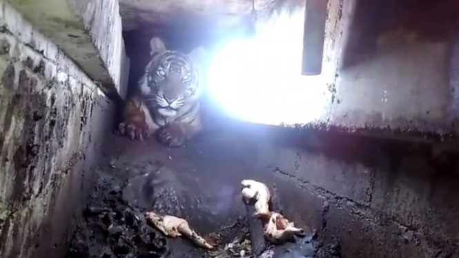 Harimau terjebak di lorong di bawah ruko panggung di pasar di Pulau Burng, Riau. - Polres Pulau Burung Riau