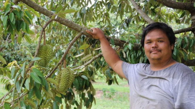Perkebunan milik Han Shiong Siah memproduksi sekitar 30 ton buah durian tahun ini.