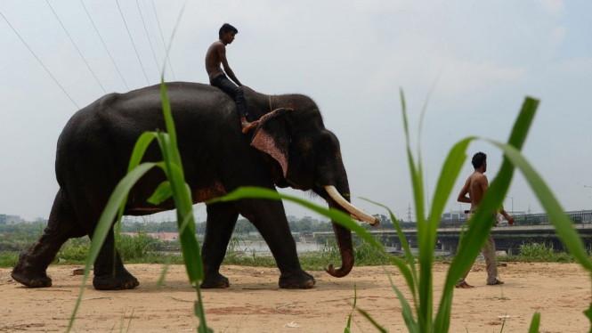 Ratusan gajah di seluruh India, yang menyumbang setengah populasi gajah di benua Asia, ditahan di penangkaran. - SAJJAD HUSSAIN/AFP/Getty Images