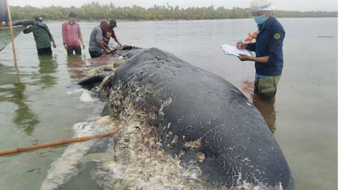 Bangkai paus sperma yang terdampar di Taman Nasional Wakatobi