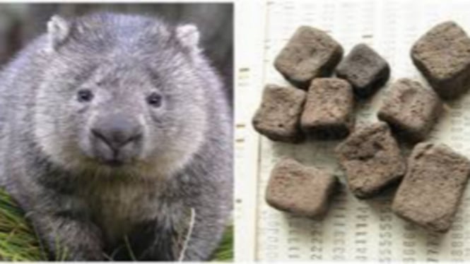 Wombat punya kotoran berbentuk kubus