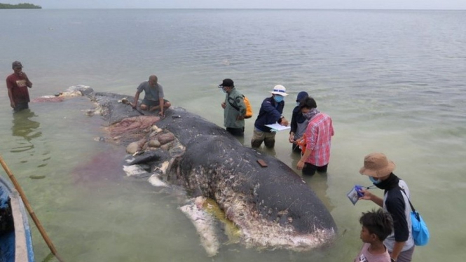Penemuan bangkai paus-Reuters