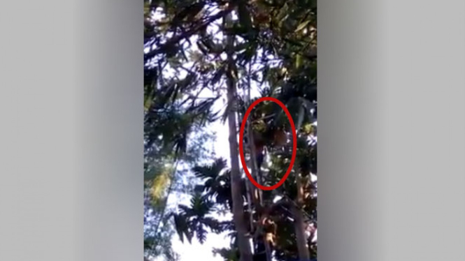 Pria sembunyi di atas pohon jati.