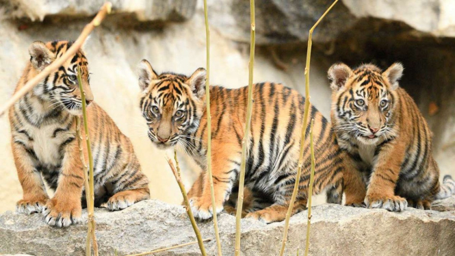 Menggemaskan Empat Anak Harimau Sumatera Tampil di 