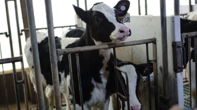 Sapi di peternakan Greenfields di Malang