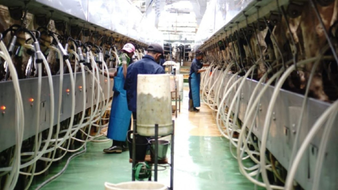 Melihat Cara Kerja Pabrik Susu Dan Peternakan Sapi Perah
