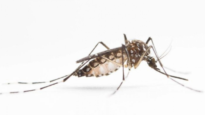 Ilmuwan berharap modifikasi genetika nyamuk Aedes aegypti dapat membantu memberantas nyamuk tersebut.