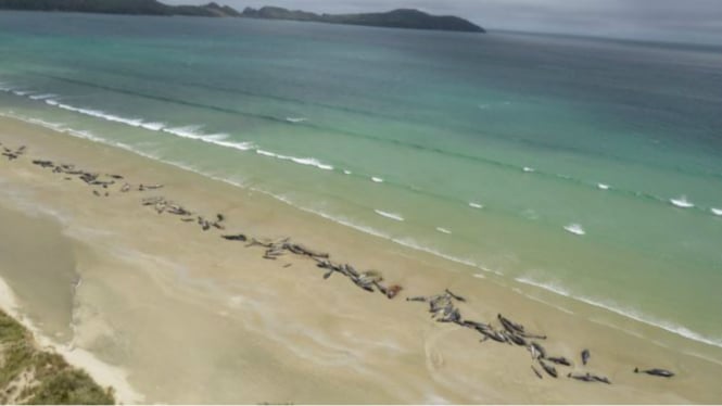 Ratusan paus terdampar di pantai New Zealand