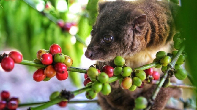 Kopi Luwak. Sumber foto: Pesona Indonesia. 