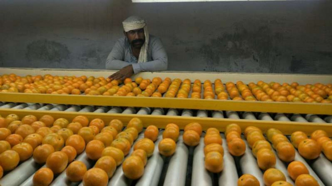 Industri jeruk kino di Pakistan