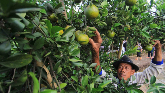 Petani memanen jeruk di desa Segeran Kidul, Indramayu, Jawa Barat
