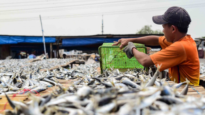 Pekerja menjemur ikan saat proses pengasinan di kawasan Muara Angke, Jakarta